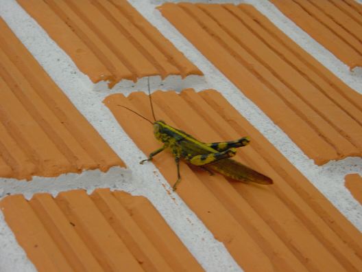 DSC01185.JPG