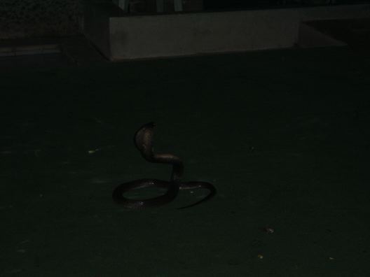 DSC01274.JPG